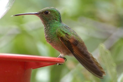 Berylline Hummingbird. Fairly rare. Found in the Huachuca Mountains.