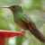 Berylline Hummingbird. Fairly rare. Found in the Huachuca Mountains.