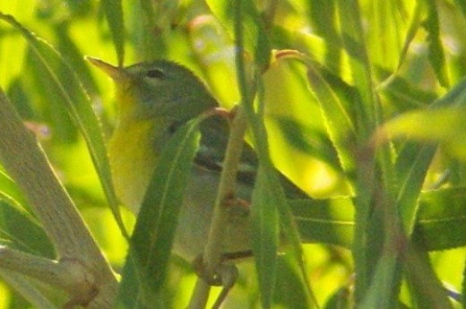 Northern Parula. Fairly rare. Found just the other day by the Santa Cruz River at Ina Road, Tucson.