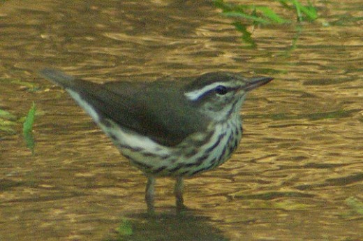 Louisiana Waterthrush. Very rare. Santa Cruz at Ina. 3 in Arizona this year, and I observed all 3. Bushwacking required to reach it.
