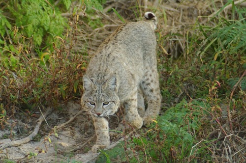 Bobcat. Found in the Santa Cruz riverbed below the Ina bridge. I wasn't scared that time, either. He was at least 50' away and didn't know about me.
