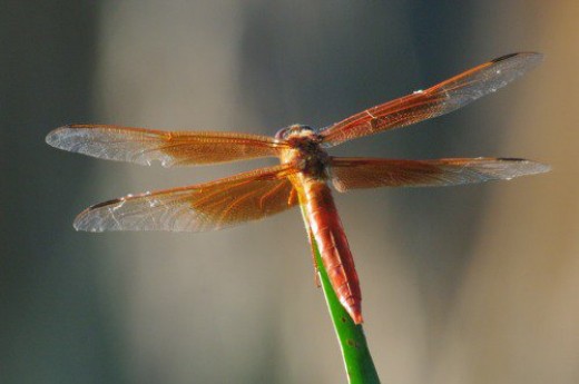 Flame Skimmer. One of about ten species I've seen.