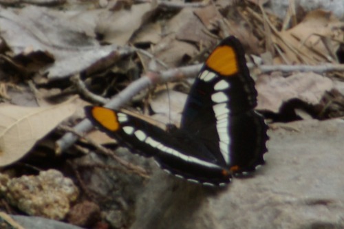 Arizona Sister. Madera Canyon.