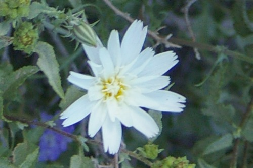Desert Chicory or Tackstem (can't tell from looking at the top).