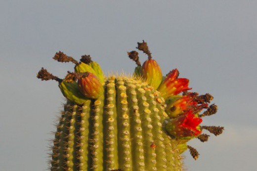Saguaro fruit. It tastes as good as it looks.