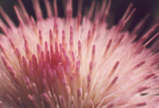 Mexican Thistle, closeup.