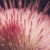 Mexican Thistle, closeup. Mexican Thistle, closeup.