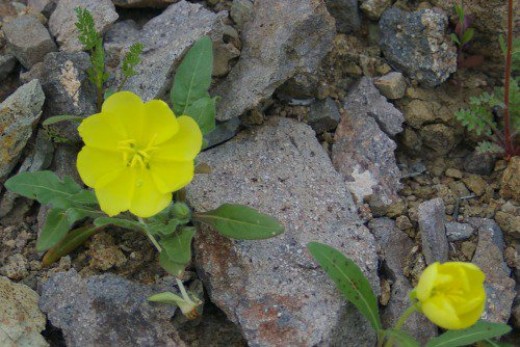Some kind of Primrose, I think.