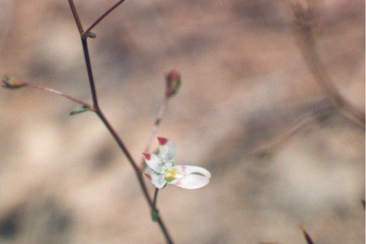 Thread Plant. One of many very tiny flowers, this one measure no more than 1/4 inch long. The tiny drop of nectar is sweet.
