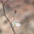 Thread Plant. One of many very tiny flowers, this one measure no more than 1/4 inch long. The tiny drop of nectar is sweet. Thread Plant. One of many very tiny flowers, this one measure no more than 1/4 inch long. The tiny drop of nectar is sweet.