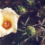 Coulter's Hibiscus. Coulter's Hibiscus.