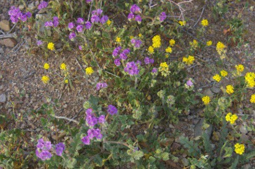 The purple is Scorpionweed, and the yellow is Bladderpod.
