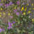 The purple is Scorpionweed, and the yellow is Bladderpod.