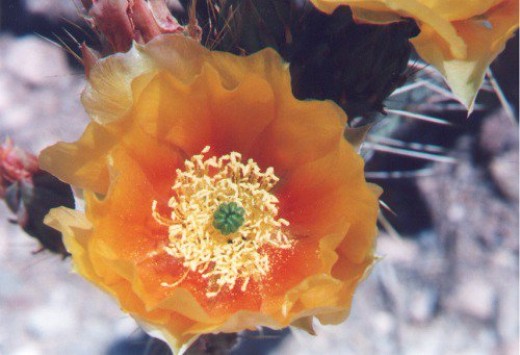 Prickly Pear. The petals are edible, and taste like sweet lettuce.