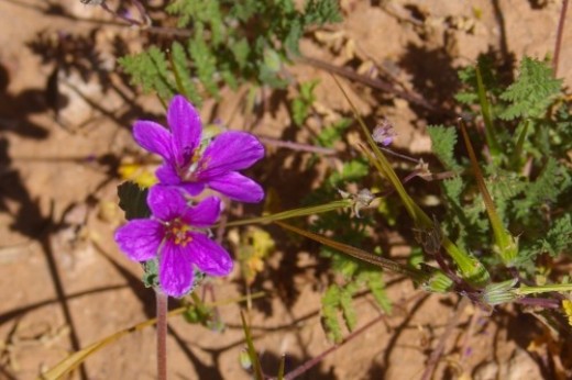 Cranesbill. A small plant, but showy. The herb is good for female troubles.