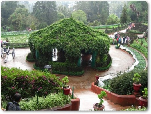 Botanical Gardens - Ooty