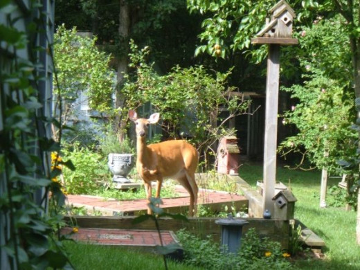 Gardening For Wildlife: How To Create A Certified Backyard Wildlife