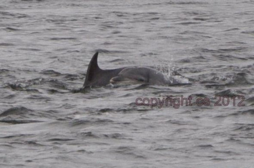 Dolphins at Moray Coast