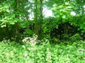Make Your Garden Safe For Hedgehogs