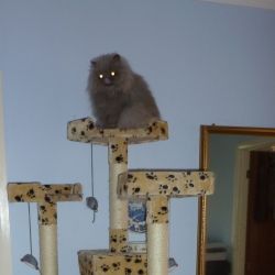 How to be Top Cat in you Furever Home - this little persian tells the story!