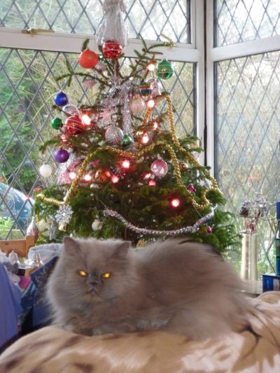 Christmas Kitty
