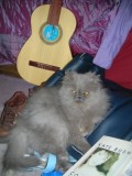 How To Change Guitar Strings with Persian Cats