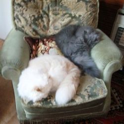 The photo shows the two delightful Persian Cats I adopted from Chapelhouse Persian Rescue. 
