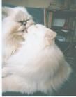 Loolie and Woolly