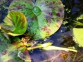 How to make a Movie with Windows Moviemaker - Frogs In The Pond Movie - Froglodite