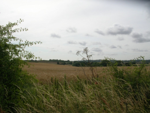 Another view across the fields anticipating a rich harvest.