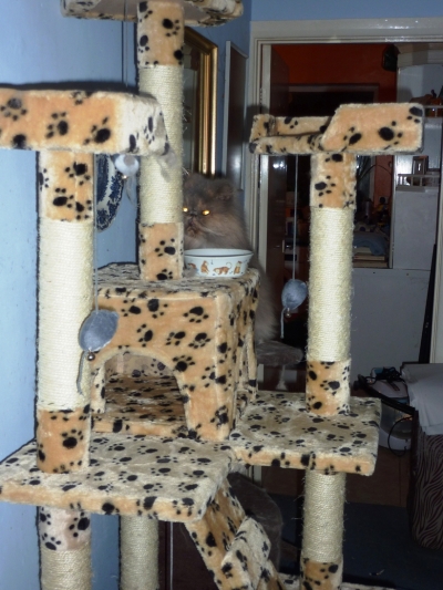 Dining At Table
