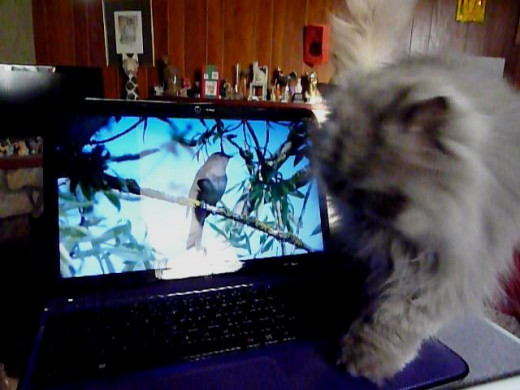 Dolcippi and the Birds!