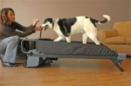dog treadmill