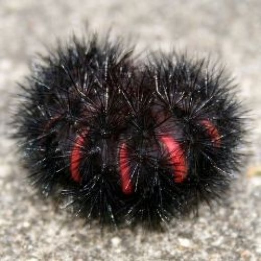 Furry Caterpillar Types and Identification Guide | HubPages