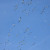 Seabirds Seabirds