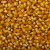 Large yellow popcorn kernels