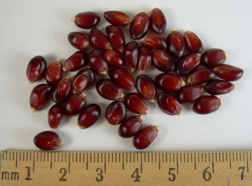 Kernels of a red, pearl-style corn marketed under the US trademark "Crimson Jewell" by the Black Jewell Popcorn co.
