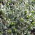 Nearly mature olive fruit; Assisi, Italy; October-November.