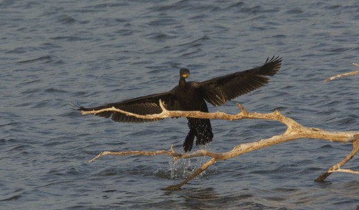 Double-crested Cormorant