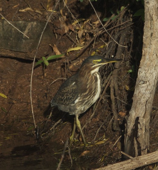 Green Heron