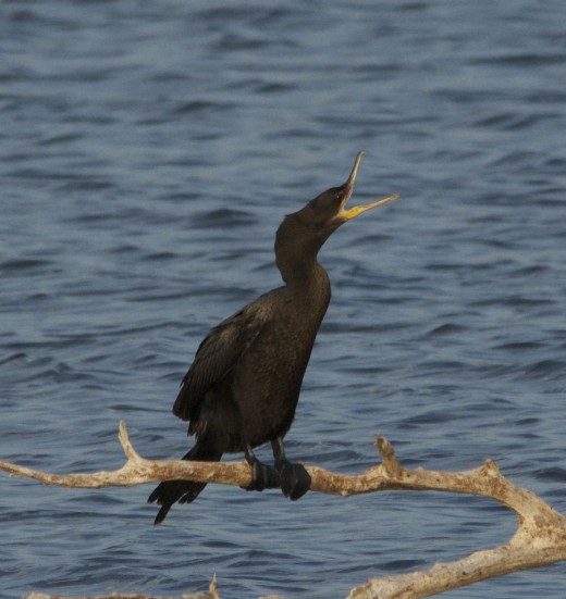Double-crested Cormorant