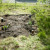 All the grass has been dug out. Nothing but dirt now. All the grass has been dug out. Nothing but dirt now.