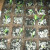 More seedlins waiting for transplanting. These are the seeds we planted in the house. More seedlins waiting for transplanting. These are the seeds we planted in the house.