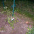 Look at all the Cherry Tomatoes! Look at all the Cherry Tomatoes!