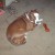 My dog Carmen. My dog Carmen.