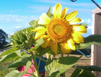 Sunny Day Sunflower