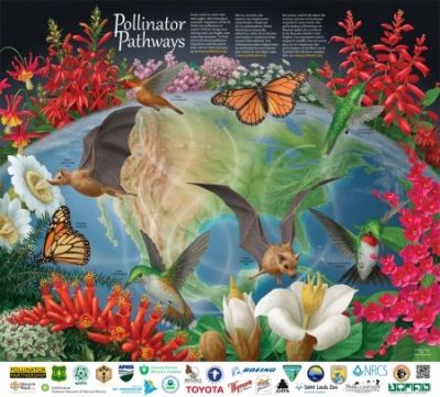Pollinator Poster