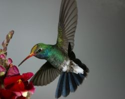 Hummingbird