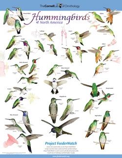 Hummingbirds of North America