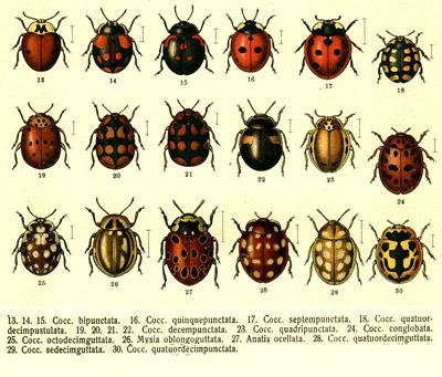 Ladybug Chart
